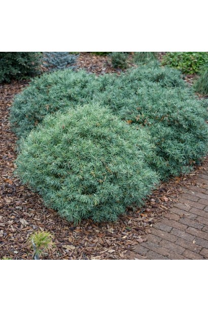 Pinus strobus Squiggles